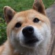 【满洲里最新疫情最新消息,满洲里新冠肺炎疫情最新情况】