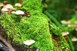 春节高速免费通行时间2022(春节高速路免费时间规定2022最新)