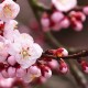 天津新增9名本土阳性感染者/天津新增9例