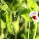 【甘肃新增本土无症状52例,甘肃新增5例冠状】