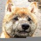 四川成都郫都区疫情最新消息/四川成都郫县疫情最新数据消息