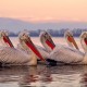 河北昨增本土无症状55例/河北昨日新增无症状感染者