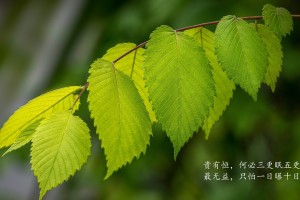 北京调整首都防控政策/北京调整首都防控政策的通知