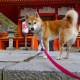 【新型冠状病毒人数,新型冠状病毒总计感染人数】