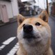 山东疫情最新分布/山东疫情最新分布在哪里
