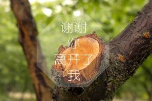 大连船票预订(烟台大连船票预订)