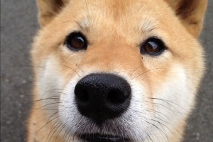【上海有序恢复交通出行,上海有序恢复交通出行的通知】