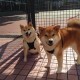 【江苏新增4例本土无症状,江苏新增4例本土无症状感染者】