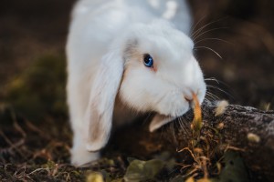 【辽宁朝阳2人复核阳性,辽宁朝阳新冠状病毒情况】