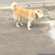 【清明节高速免费几天,哪些节日高速不免费】