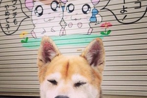 飞机熔断代表着什么(飞机熔断代表着什么动物)